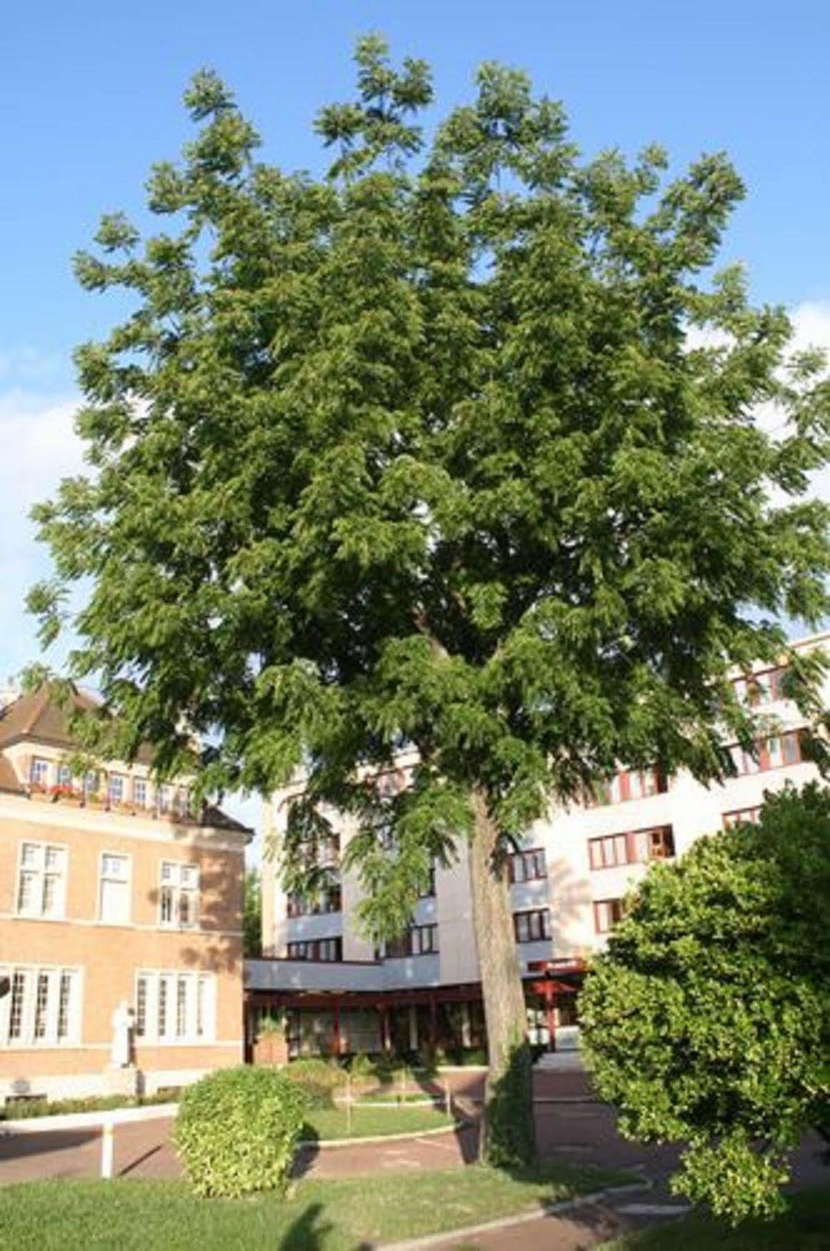 Residence Universitaire Lanteri Fontenay-aux-Roses Exteriér fotografie